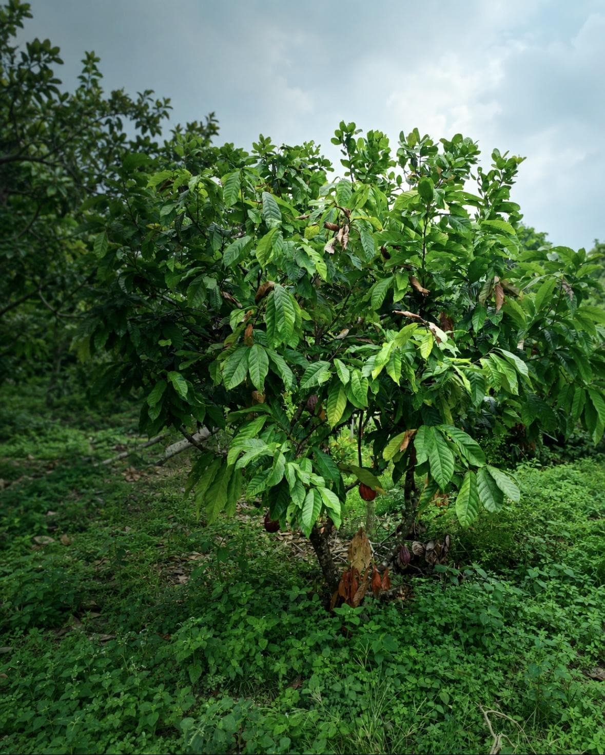 Indonesian cocoa plantation — cocoa tree with pods